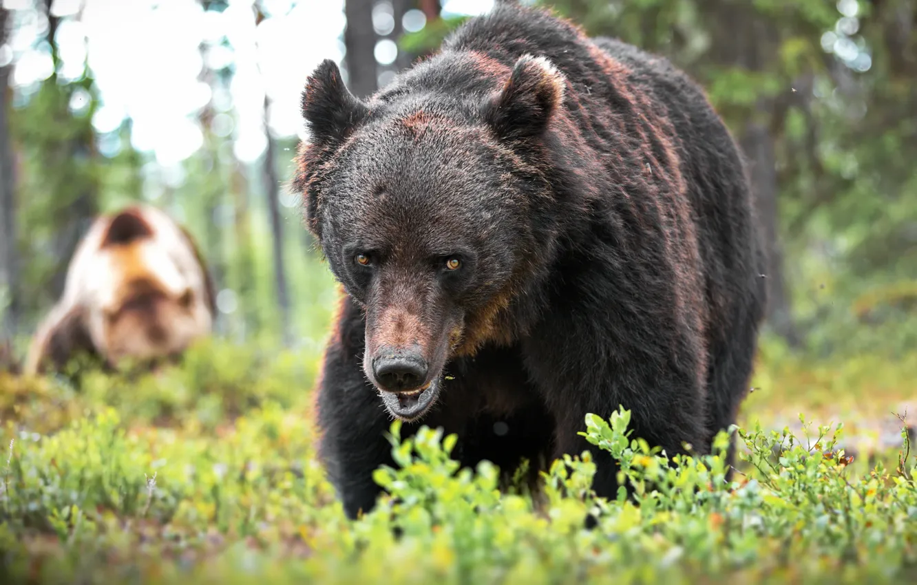 Фото обои трава, взгляд, природа, животное, хищник, медведь, бурый, Александр Перов
