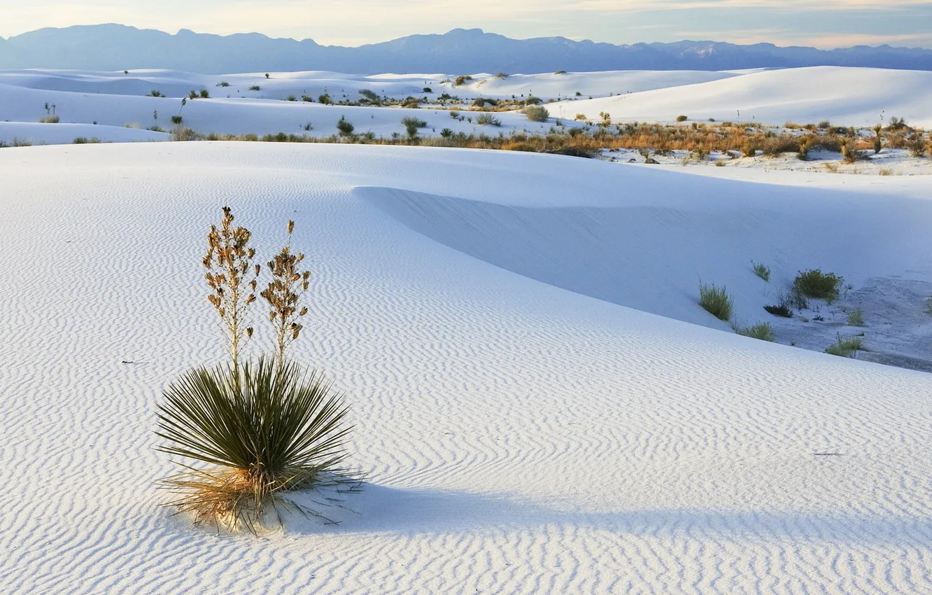 Фото обои песок, пейзаж, горы, природа, пустыня, растение, горизонт, nature