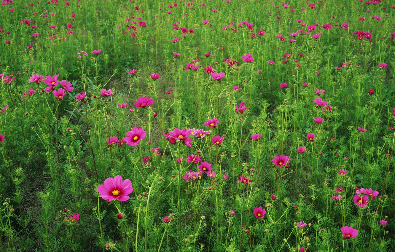 Фото обои поле, трава, цветы, лепестки, луг