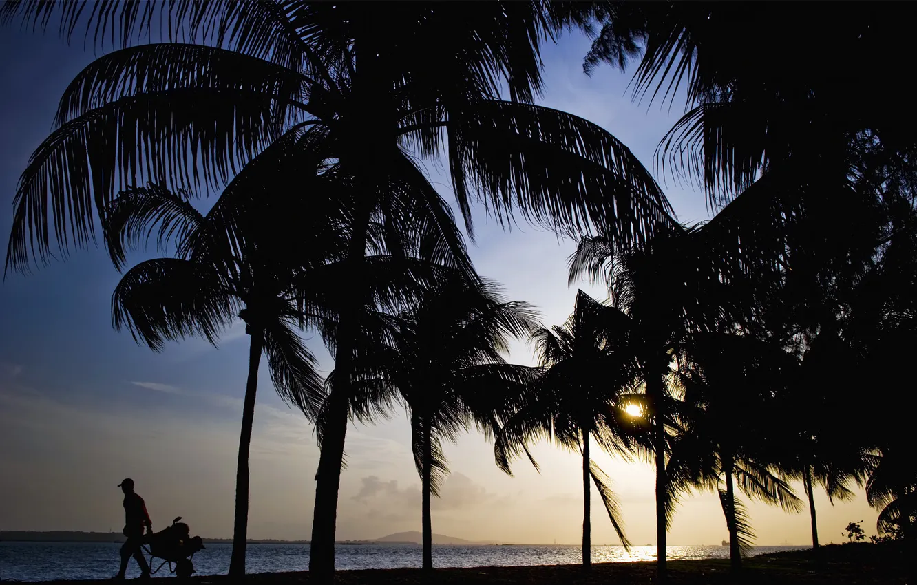 Фото обои пляж, закат, пальмы