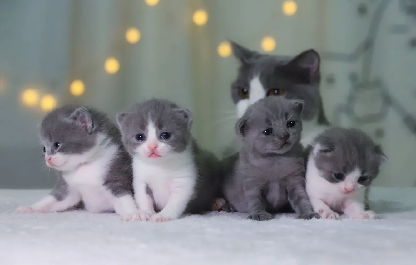 Фото обои взгляд, кошки, поза, котенок, котята, мама, милые, мордашки