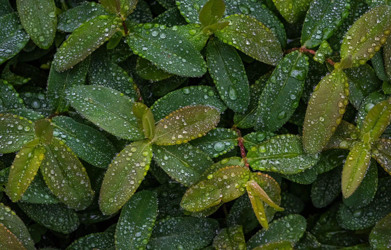 Фото обои листья, капли, зеленый