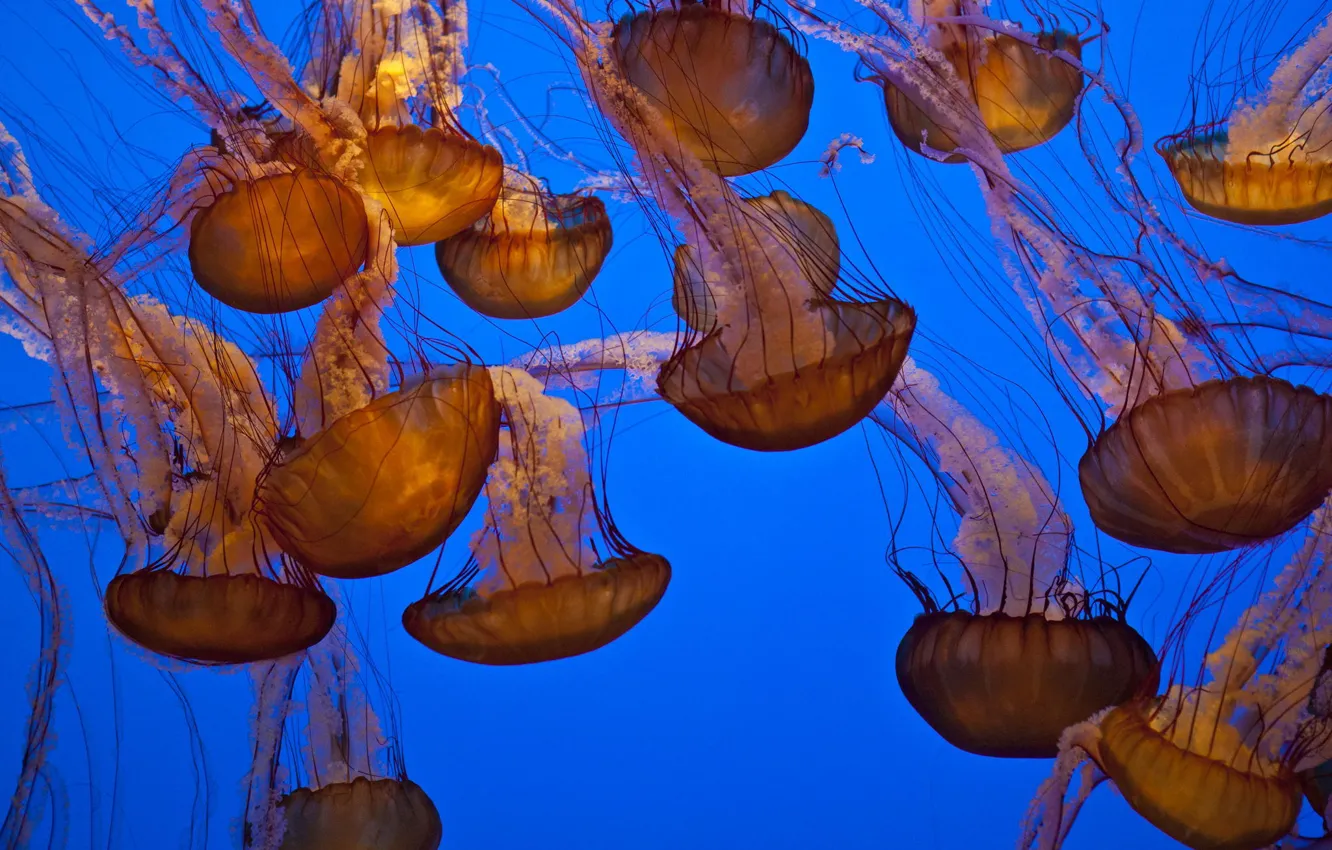 Фото обои вода, океан, медузы, подводный мир
