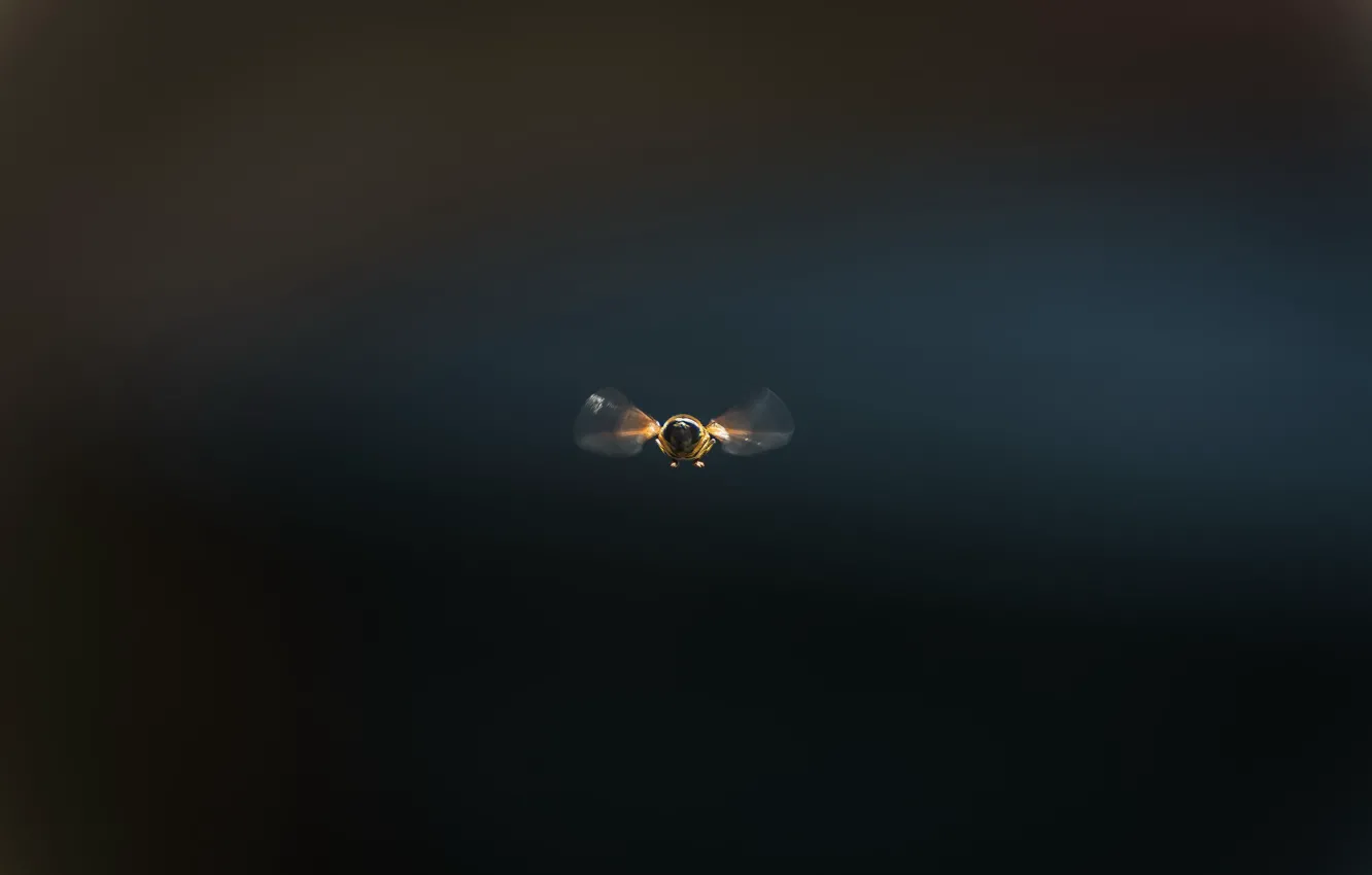 Фото обои пчела, фон, полёт