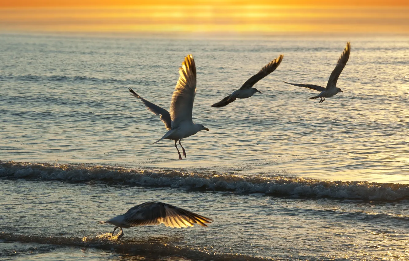 Фото обои море, волны, закат, птицы, чайки, обои от lolita777