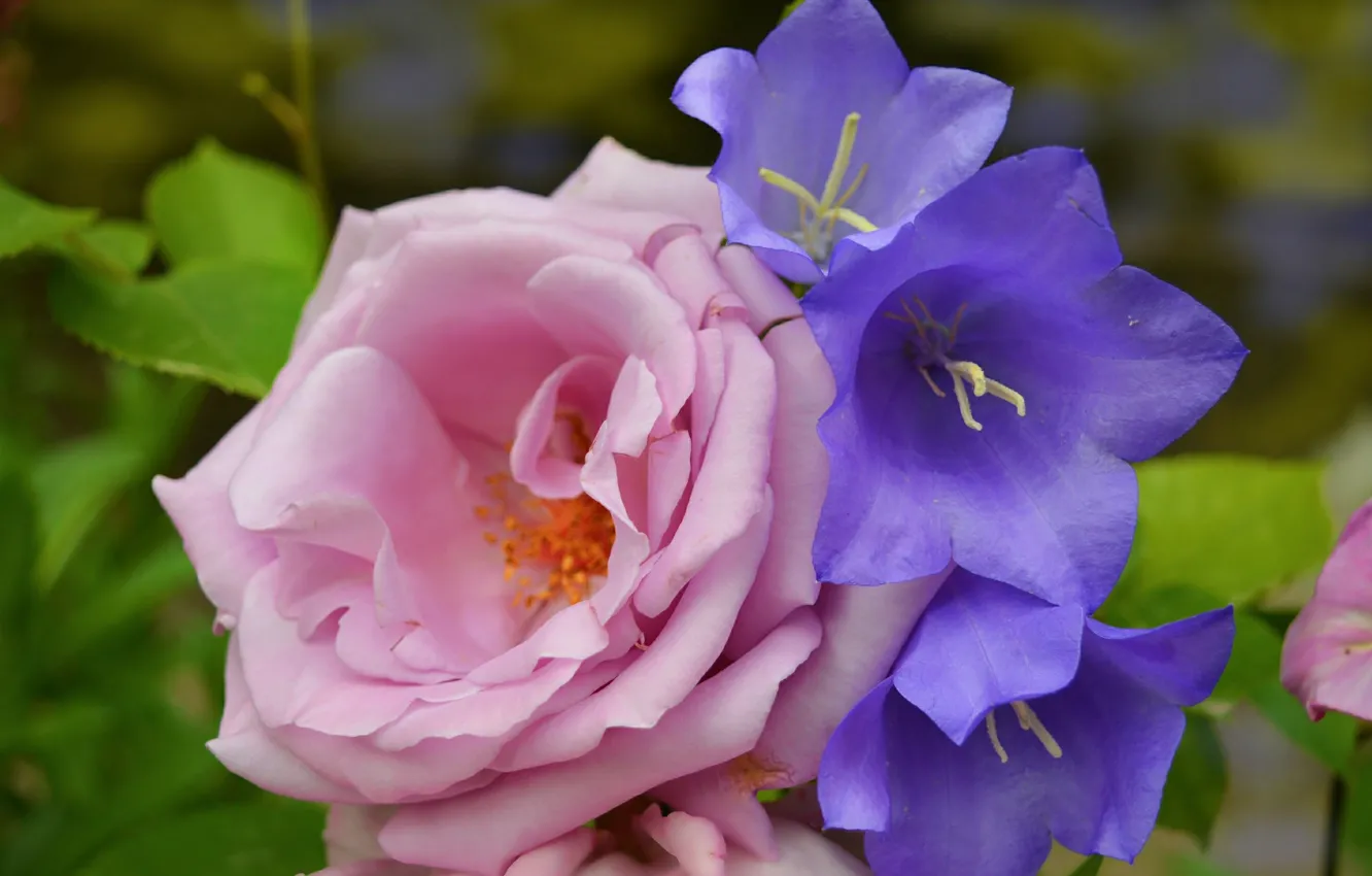 Фото обои Цветы, Колокольчики, Розы, Flowers, Roses