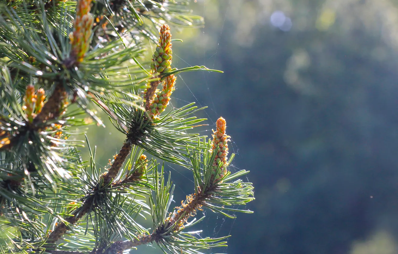 Фото обои spring, plant, pine, twig