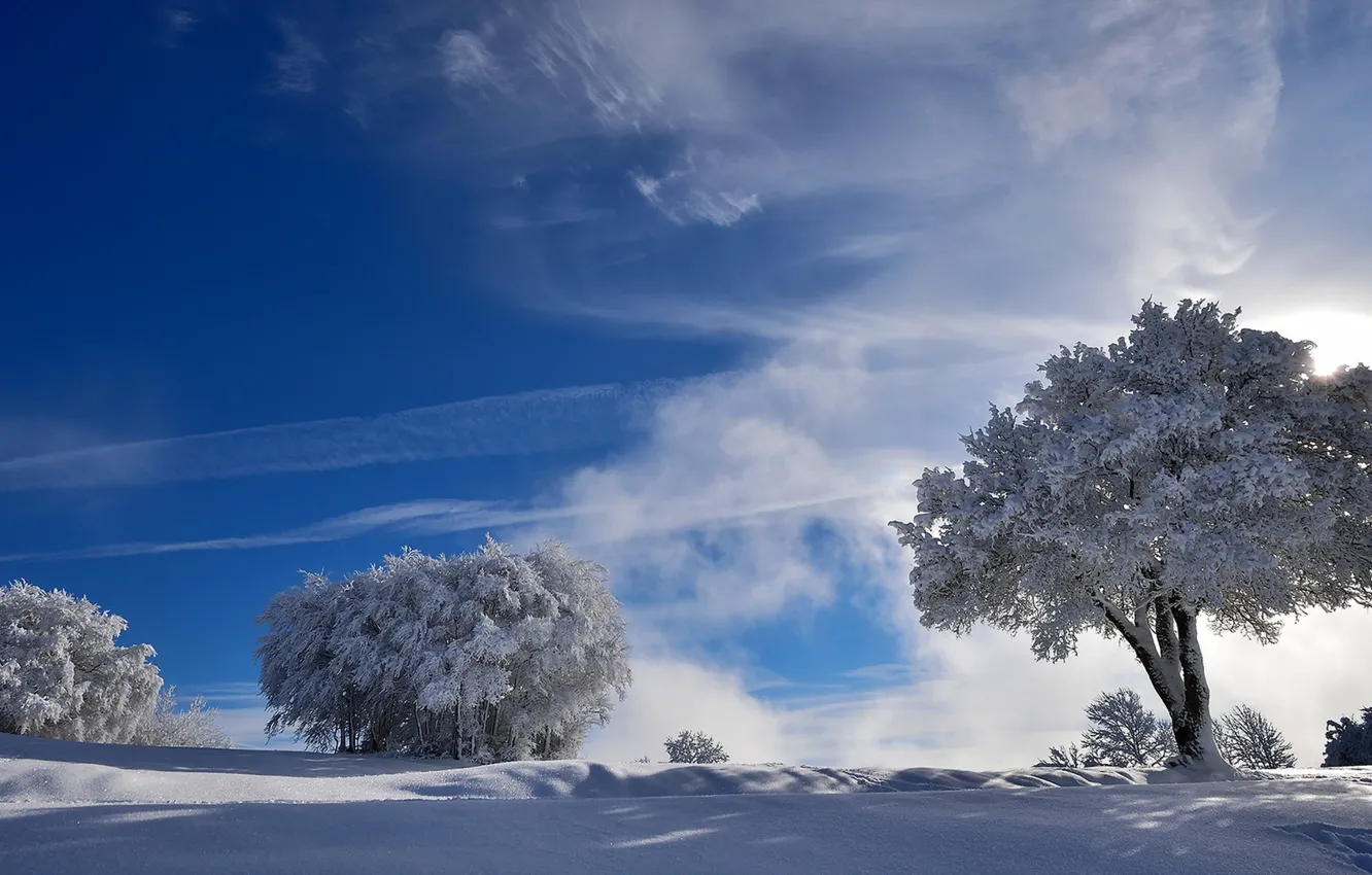 Фото обои зима, снег, деревья, природа