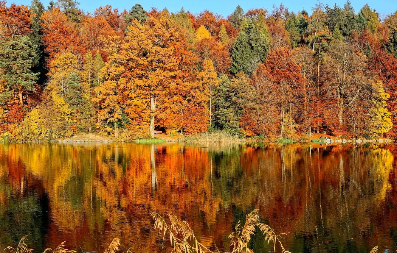 Фото обои осень, лес, листья, деревья, озеро, парк, отражение, скамья