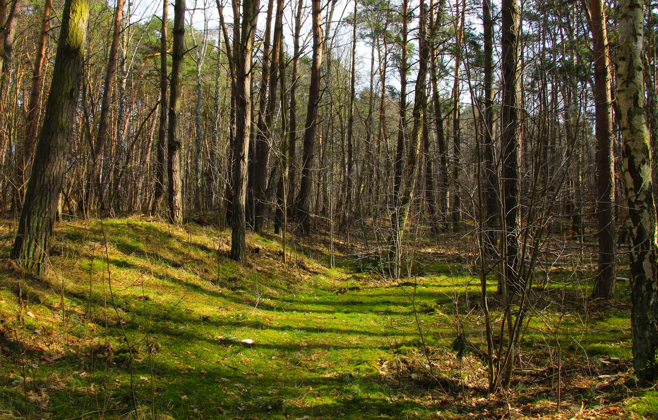 Фото обои forest, park, alley