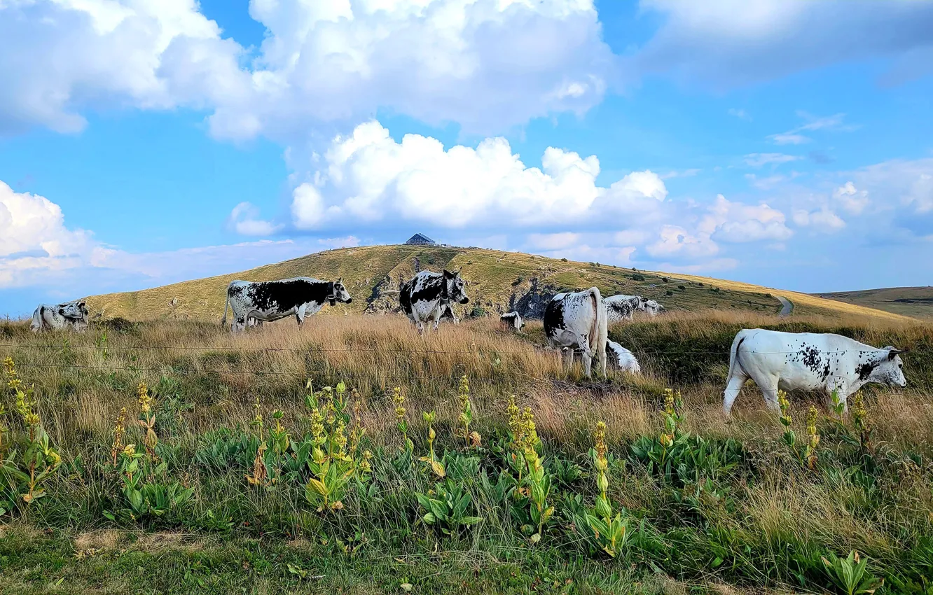 Фото обои облака, синева, растения, коровы, склон, пастбище, холм, ферма