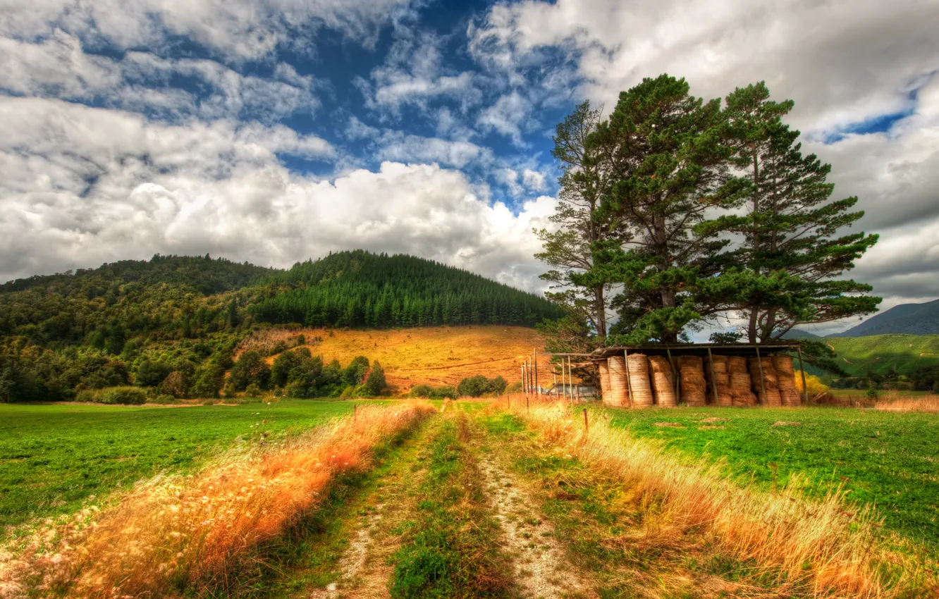 Фото обои поле, пейзаж, Новая Зеландия, field, landscape, New Zealand, ферма, farm