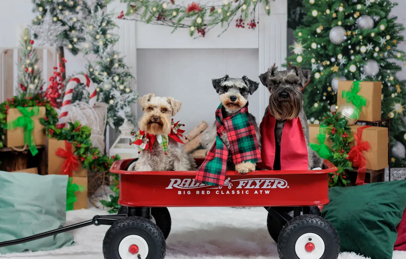 Фото обои собаки, Рождество, подарки, Новый год, тележка, ёлка, трио, декорация