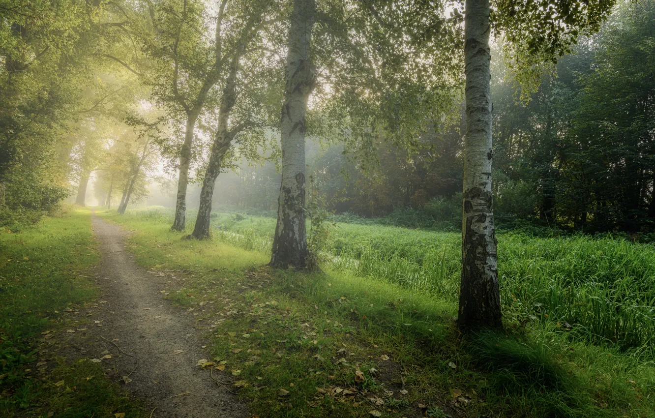 Фото обои дорога, осень, лес, трава, свет, деревья, туман, парк