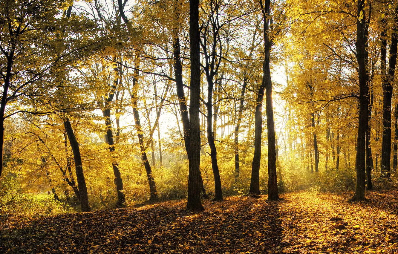 Фото обои осень, лес, листья, свет, деревья
