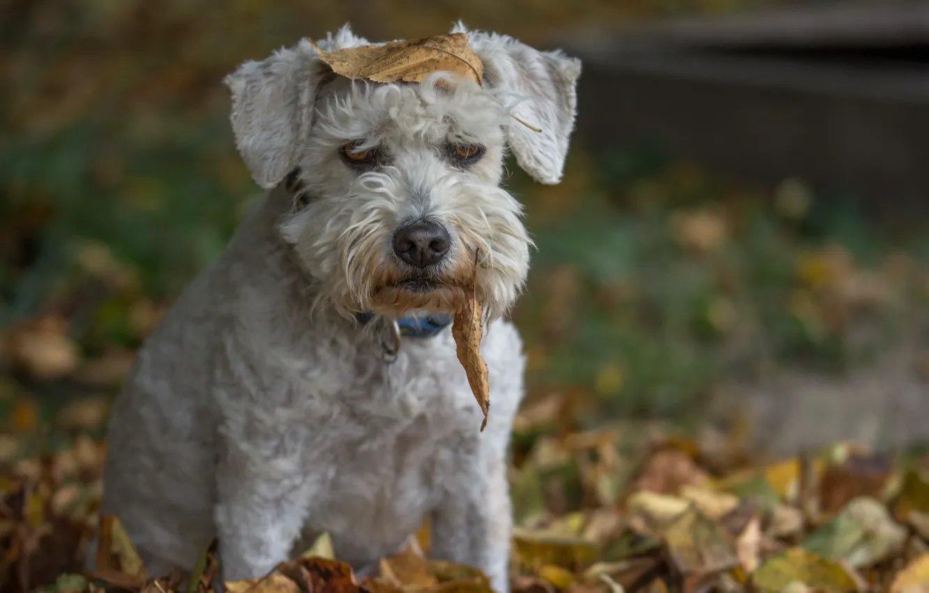 Фото обои осень, листья, настроение, пёс
