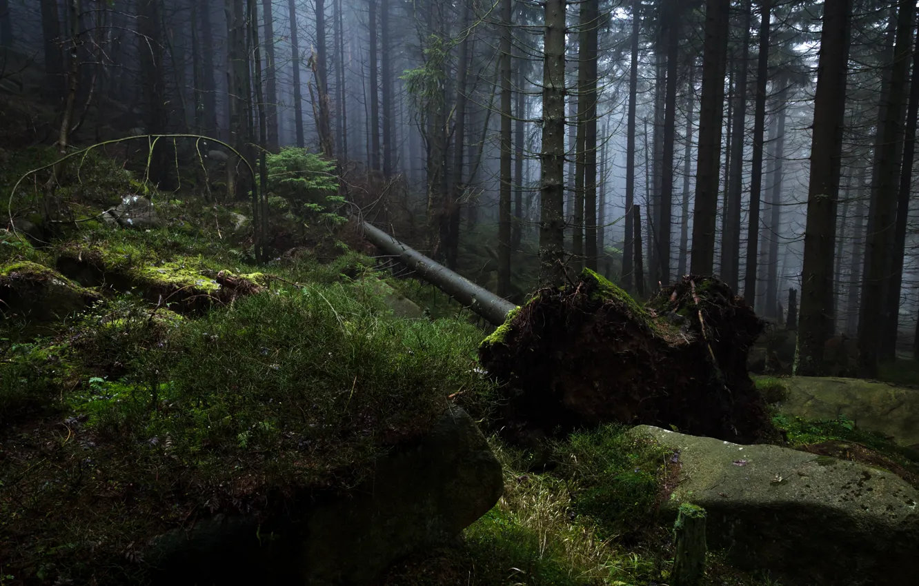 Фото обои лес, деревья, природа, туман, камни, Германия, Гарц