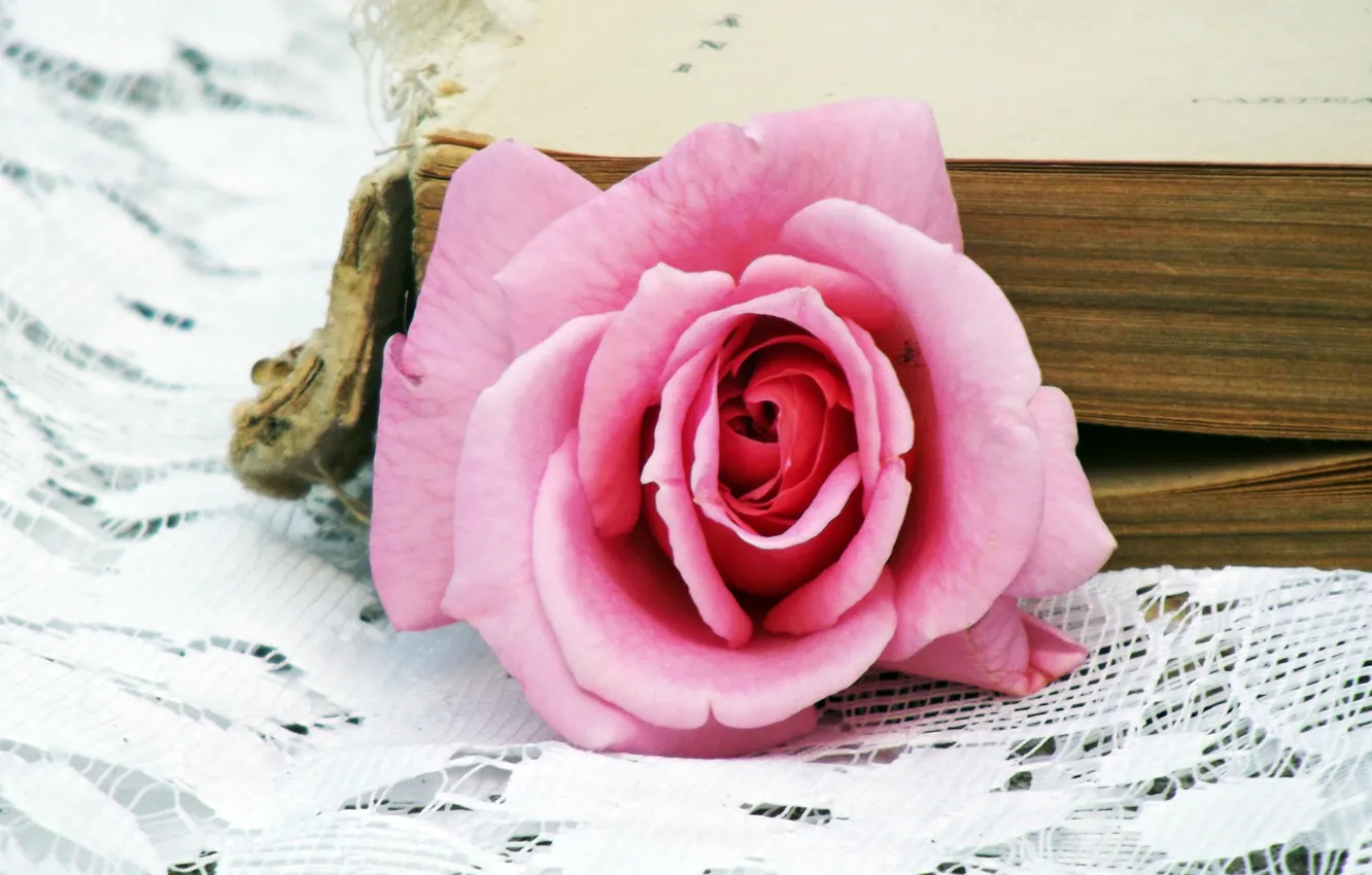Фото обои розовая, Роза, книга, rose, pink, book