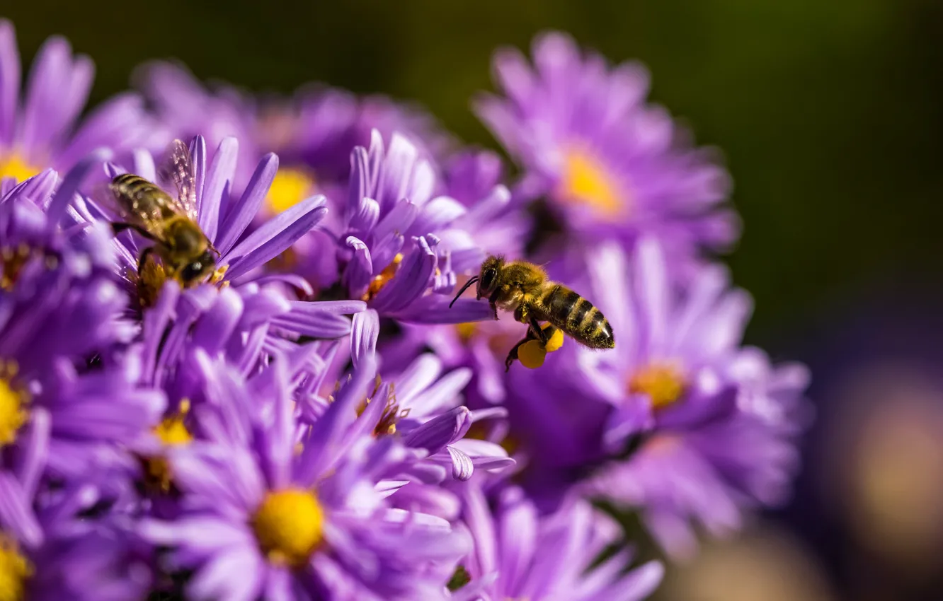 Фото обои цветы, пчела, лепестки, насекомое