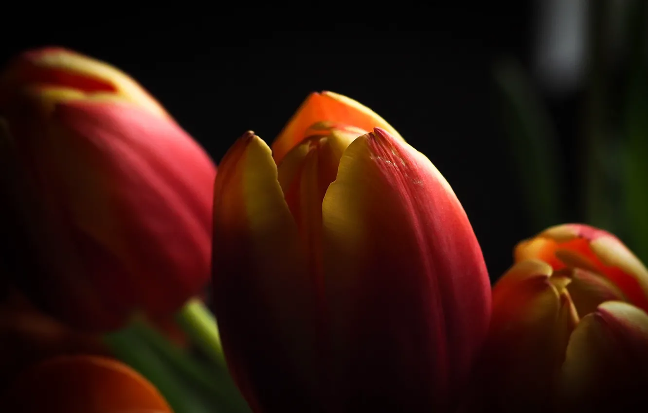 Фото обои макро, цветы, тюльпаны