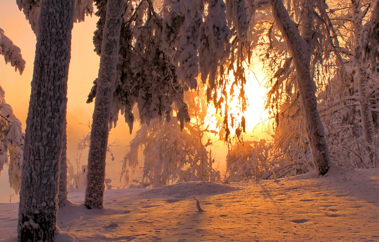 Фото обои зима, лес, снег, рассвет