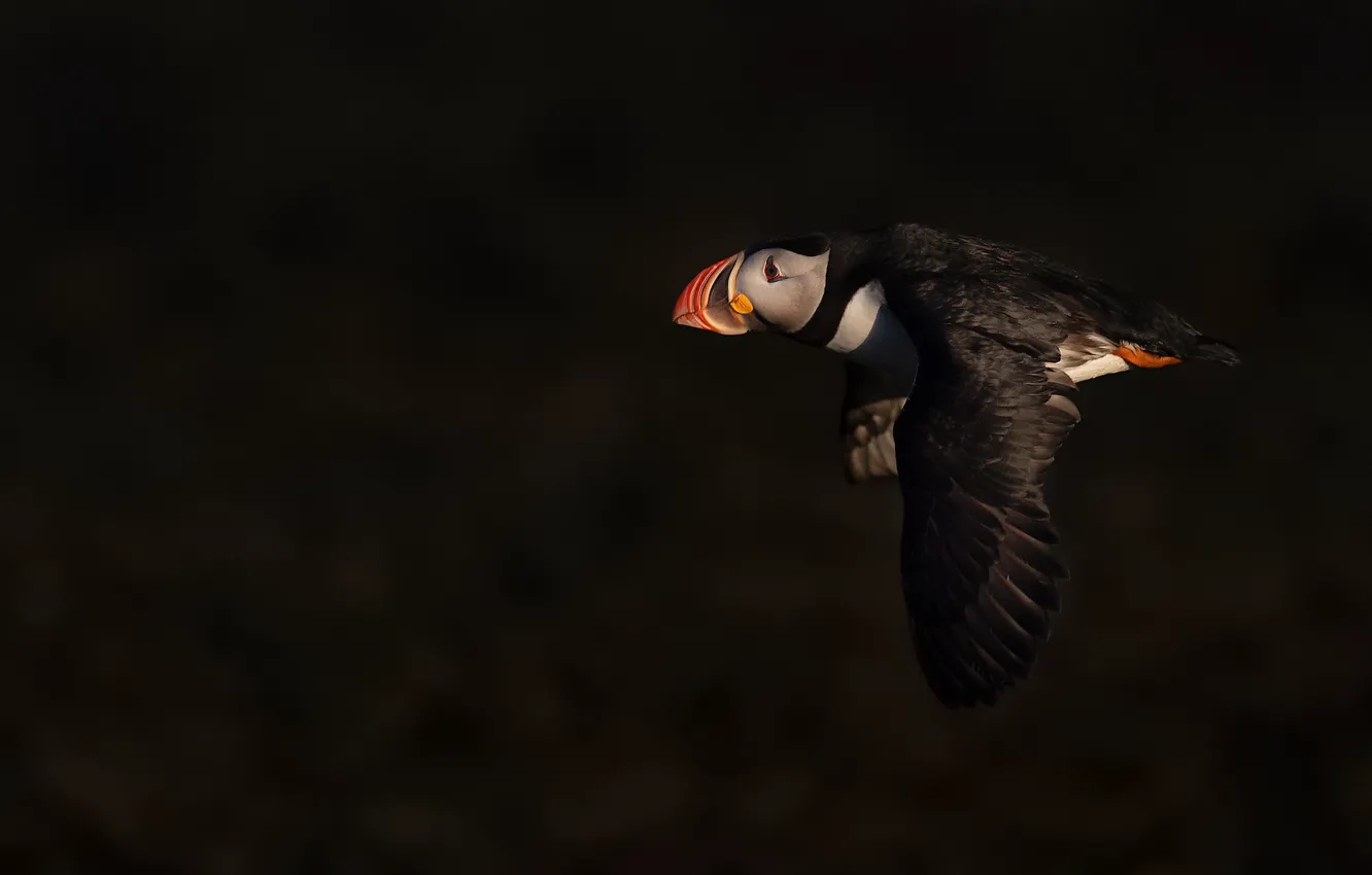 Фото обои полёт, тёмный фон, атлантический тупик, Fratercula arctica, puffin, Тупик