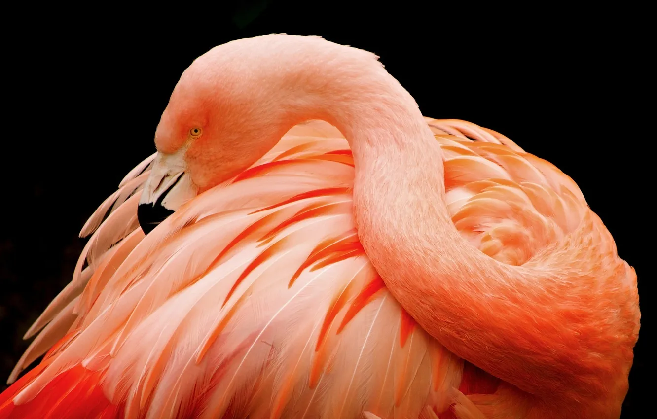 Фото обои темный фон, розовый, птица, перья, клюв, фламинго
