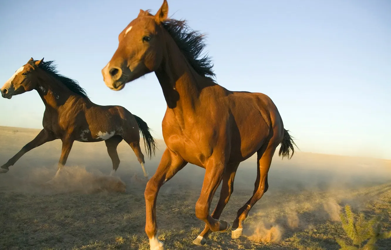 Фото обои поле, небо, пыль, лошади, бег, аллюр