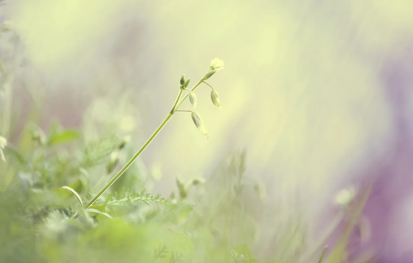 Фото обои зелень, трава, макро, свет, природа, green, нежность, цвет