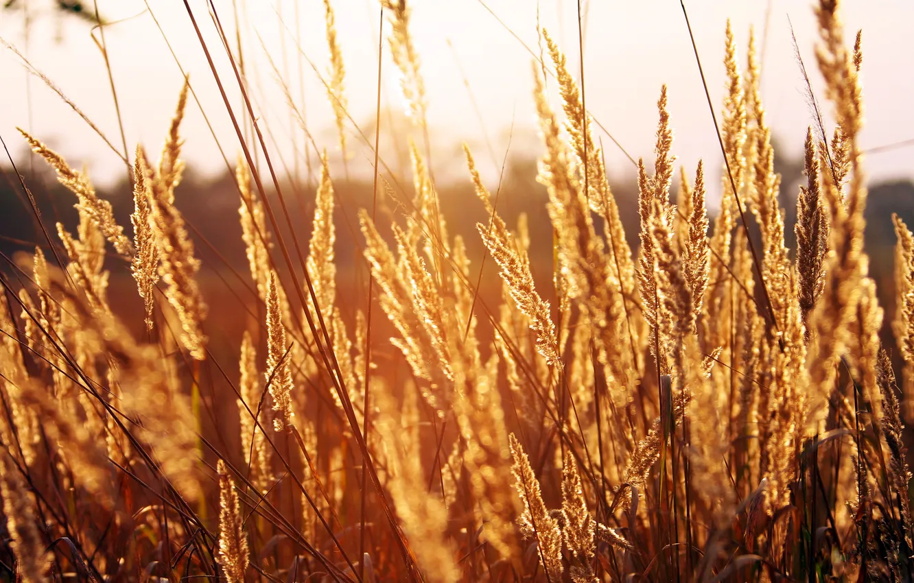 Фото обои поле, трава, листья, солнце, свет, закат, вечер, желтая