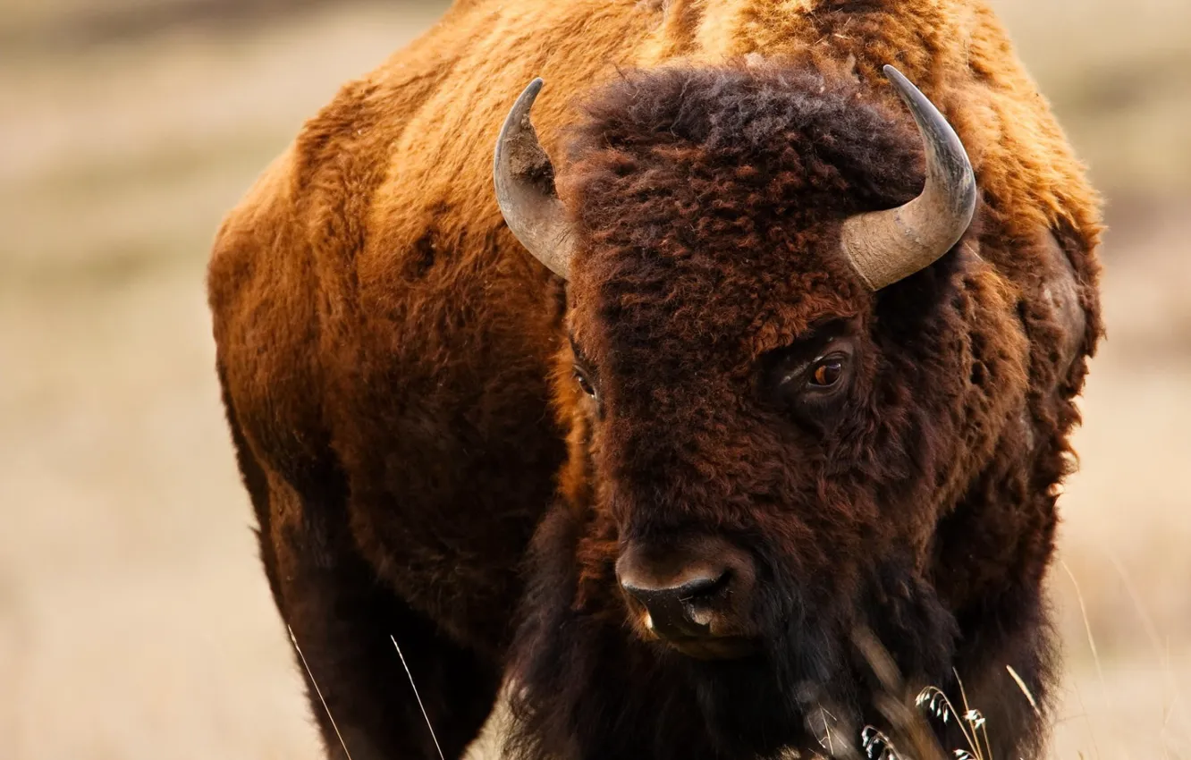 Фото обои bison, animal themes, American Buffalo, brown and black fur coat