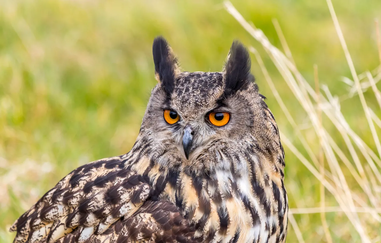 Фото обои взгляд, птица, портрет, хищник, филин, орлиная сова, Bubo bubo, Eurasian Eagle Owl