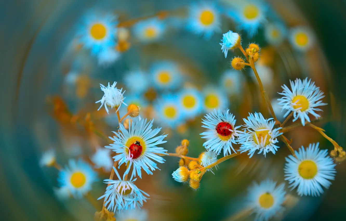 Фото обои макро, цветы, природа, божьи коровки, Katrin Suroleiska