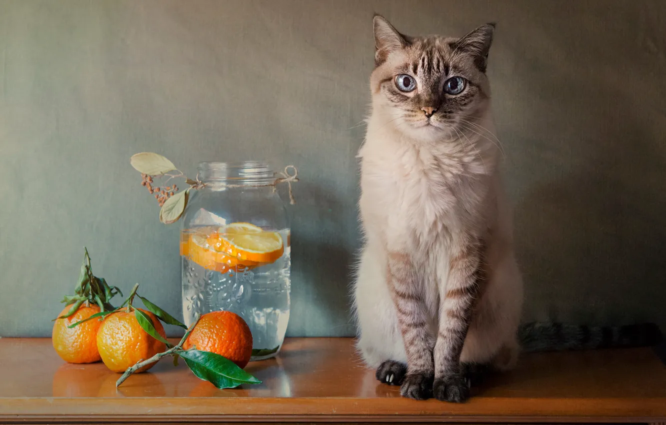 Фото обои кошка, кот, апельсины, банка, натюрморт
