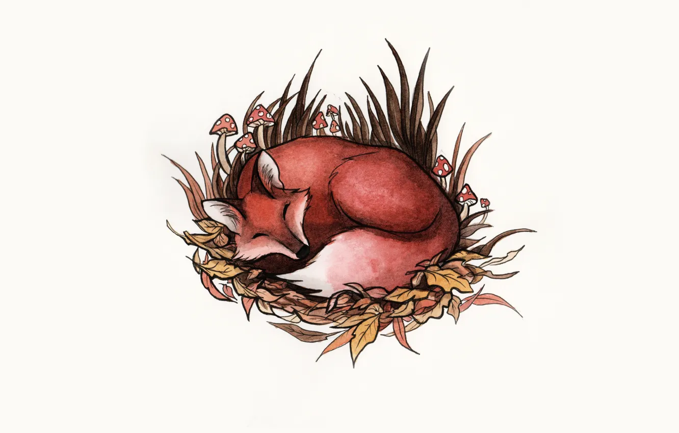 Фото обои трава, животное, грибы, сон, арт, лиса, fox