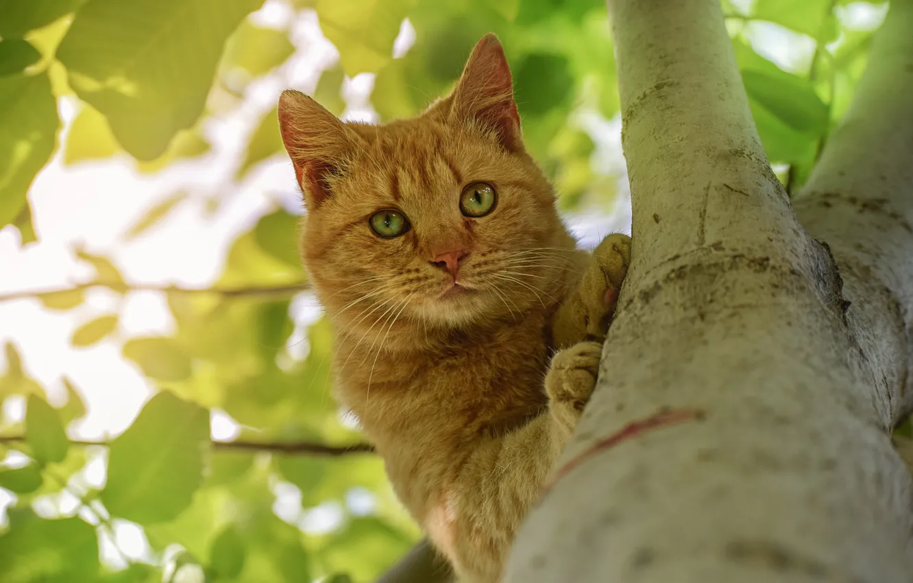 Фото обои кот, взгляд, дерево, на дереве, рыжий кот