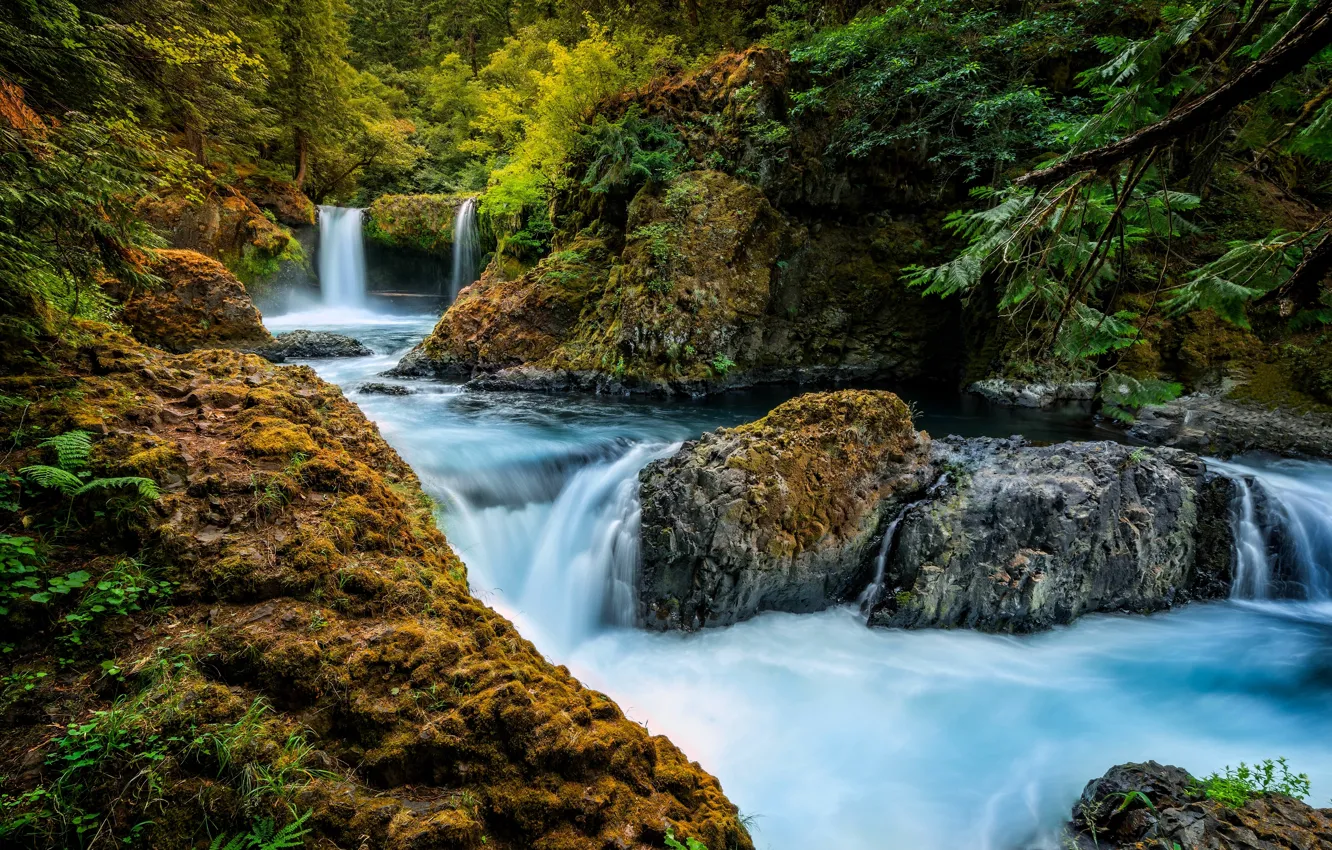 Фото обои лес, река, водопад, Washington, Little White Salmon River, Spirit Falls