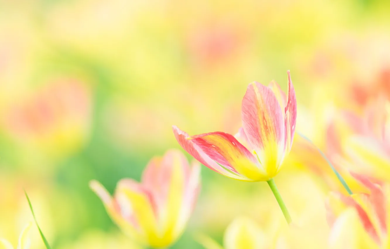 Фото обои тюльпан, весна, лепестки