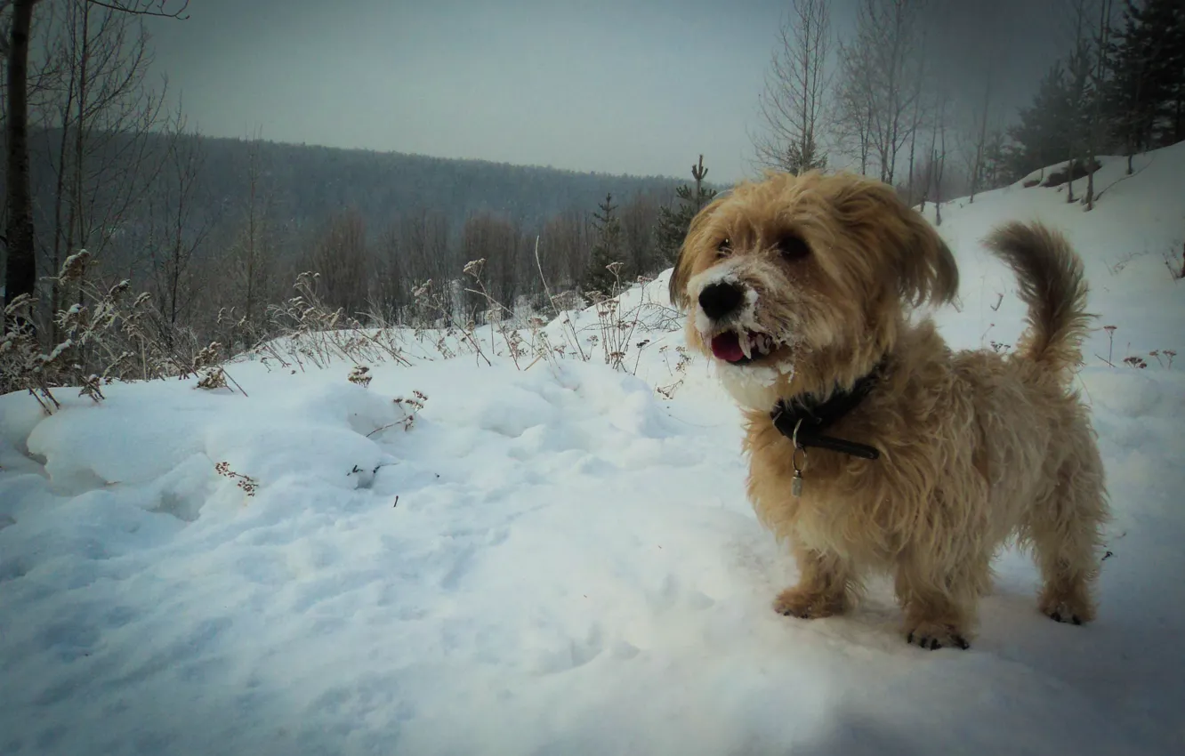 Фото обои лес, снег, Зима, собака