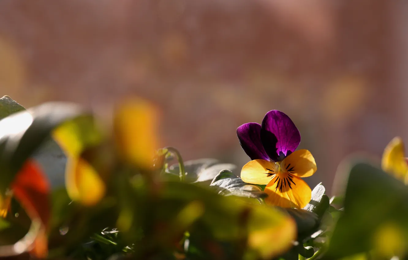 Фото обои цветок, листья, свет, цветы, анютины глазки, боке, размытый фон, виола