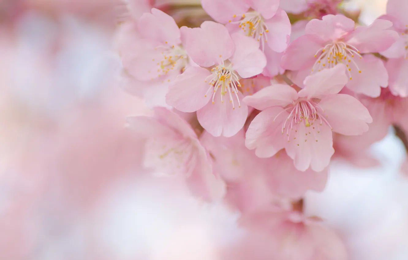Фото обои цветы, ветки, дерево, сакура