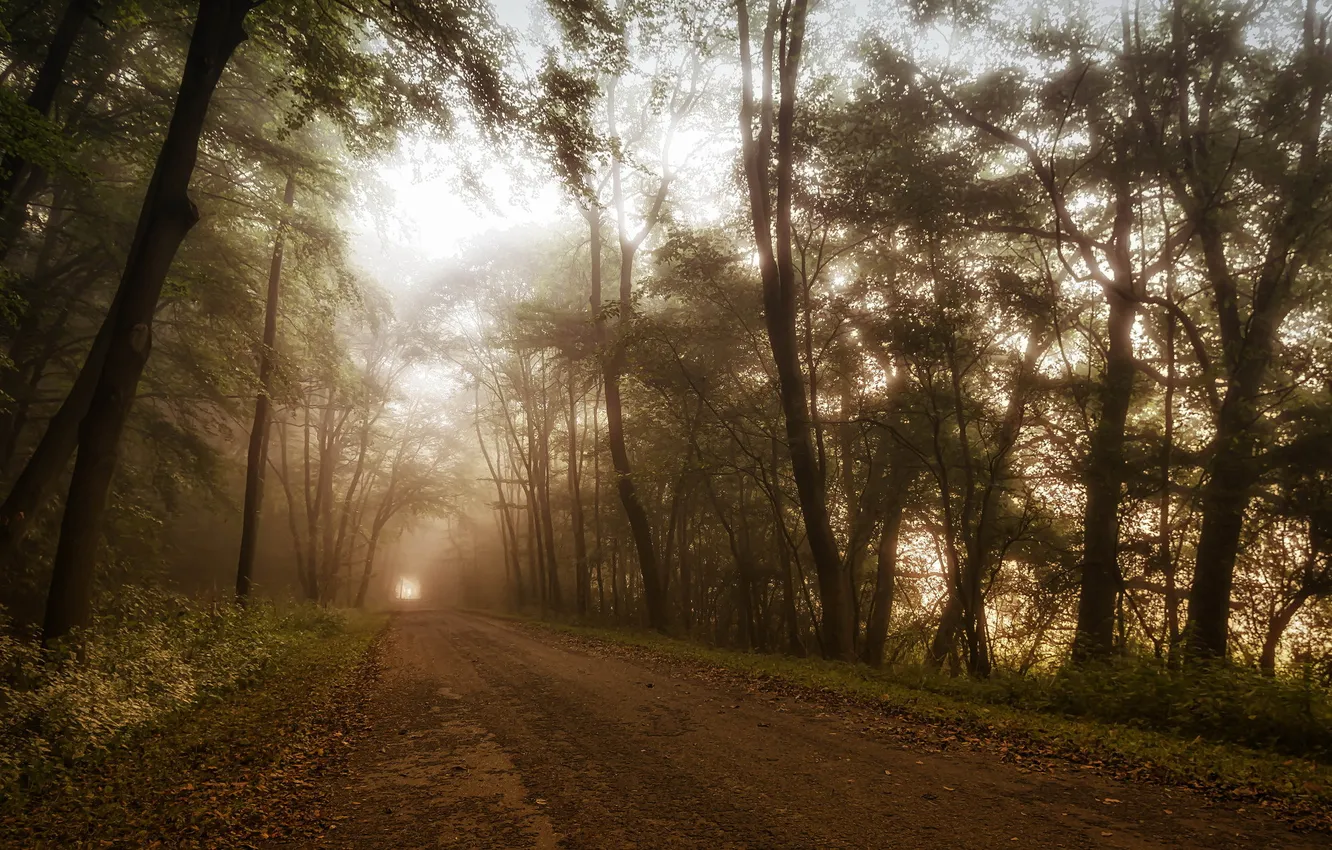 Фото обои дорога, лес, пейзаж, природа, туман