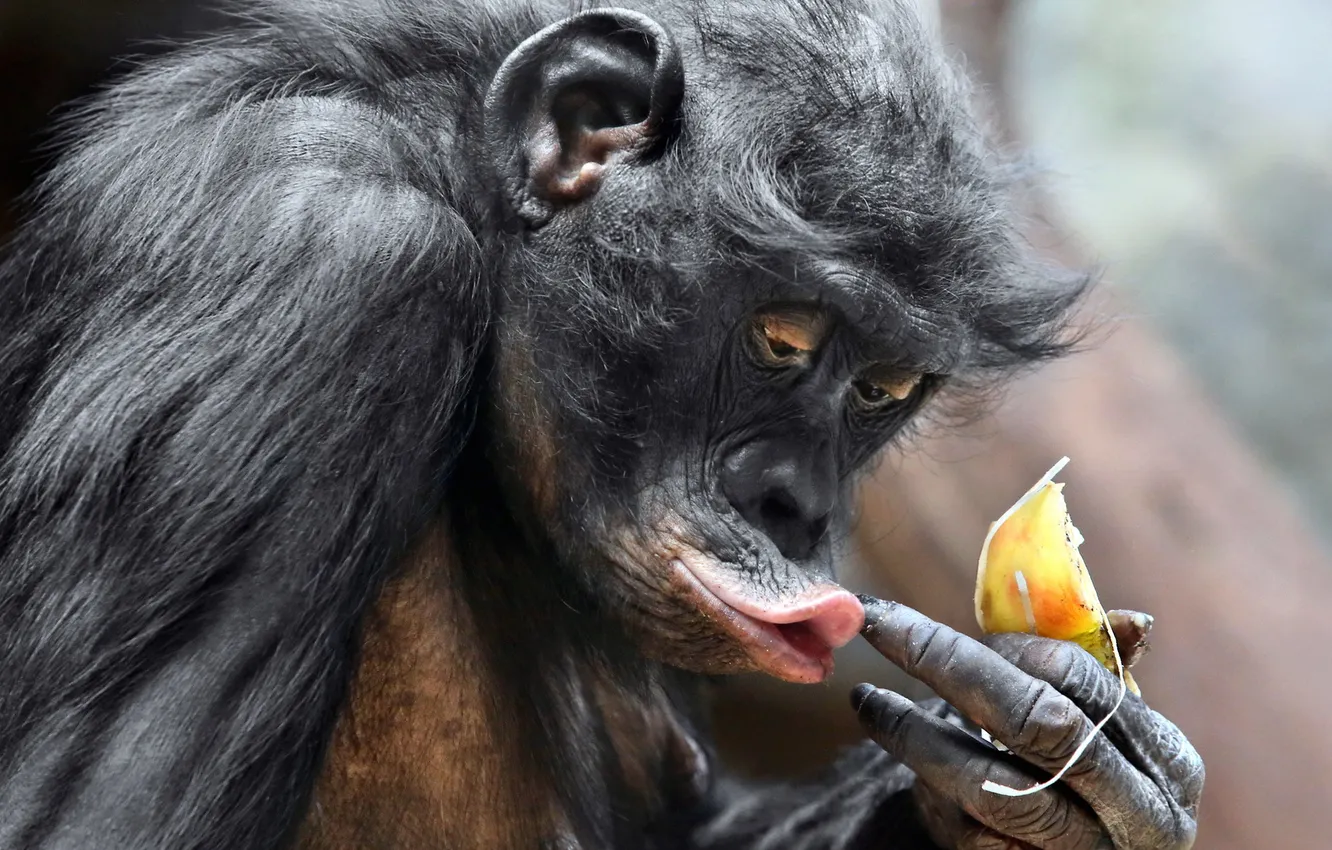 Фото обои animal, ape, pygmy chimpanzee