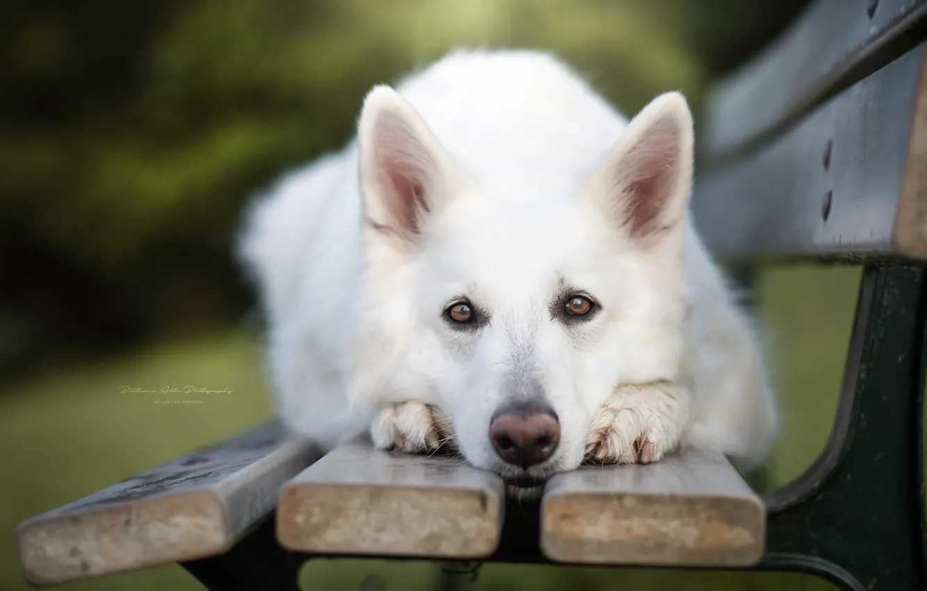 Фото обои взгляд, морда, собака, скамья, Белая швейцарская овчарка
