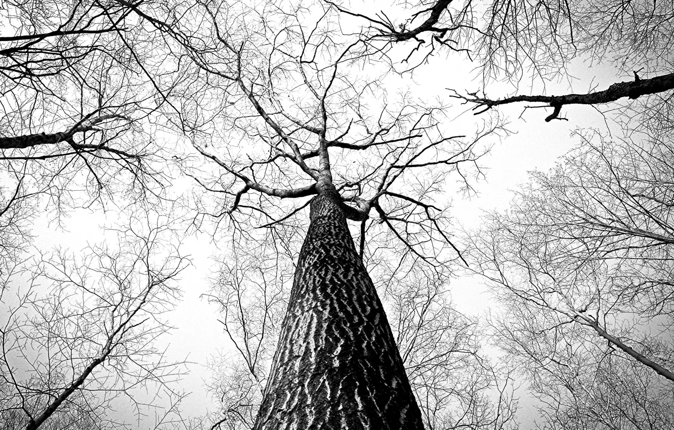 Фото обои деревья, black & white, tree