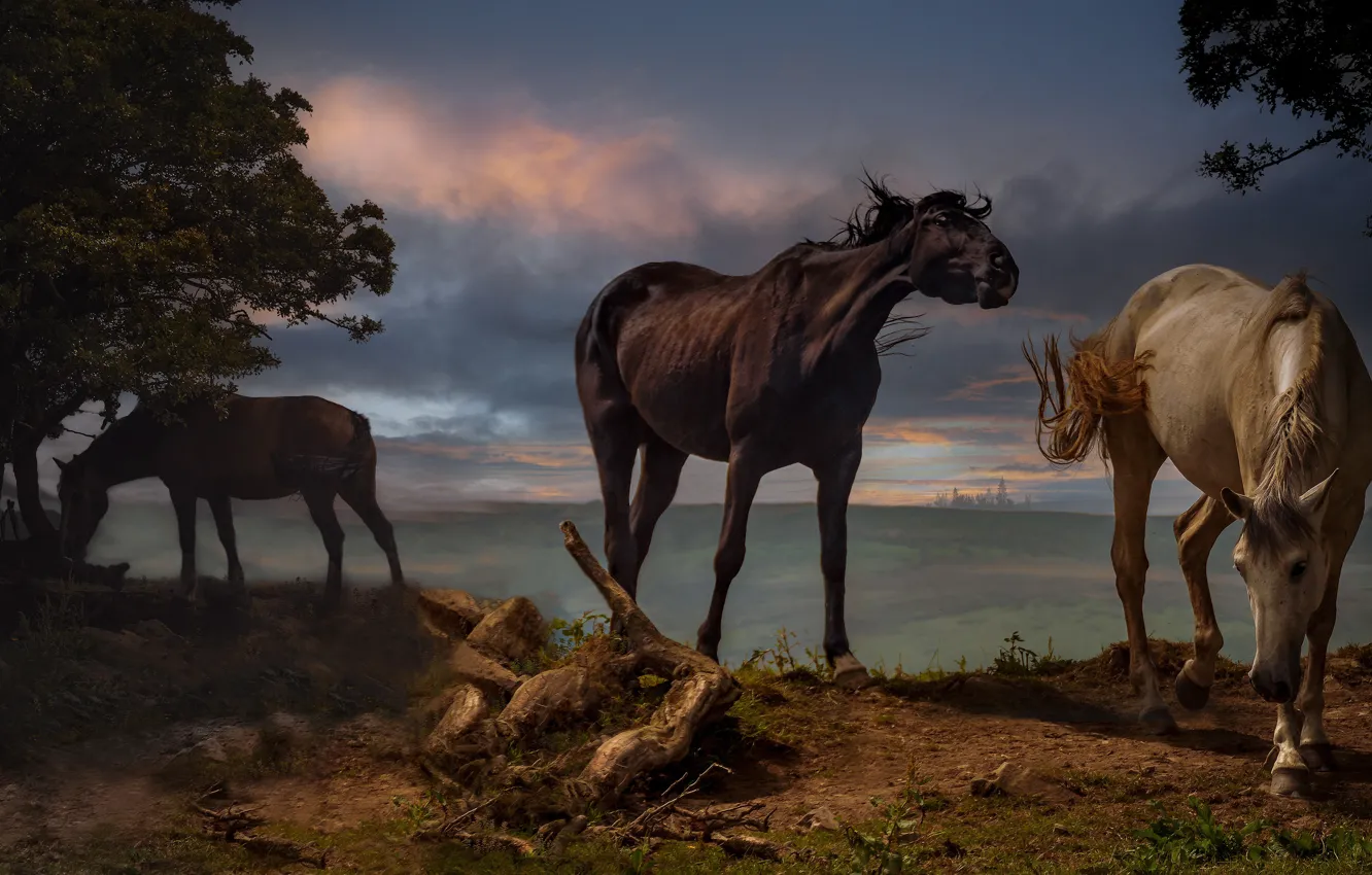 Фото обои природа, кони, дикие лошади