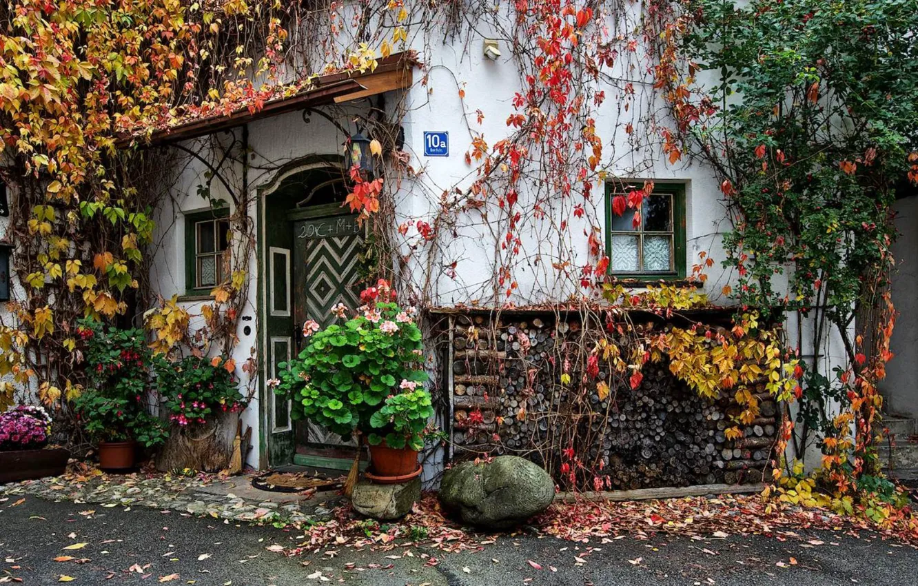 Фото обои листва, дома, двор, плетистые