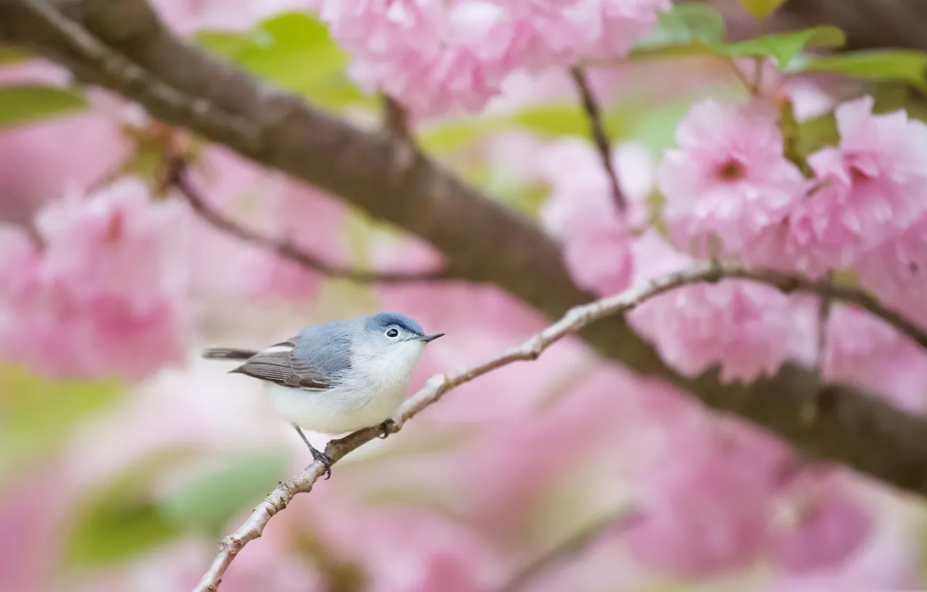 Фото обои цветы, птица, весна, сад, голубая комароловка