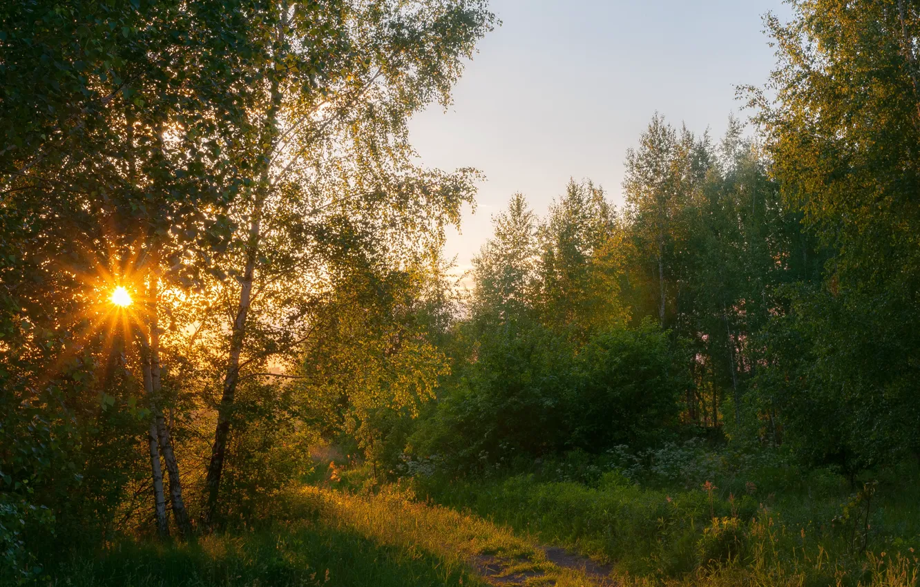 Фото обои лето, солнце, деревья, закат, Лес