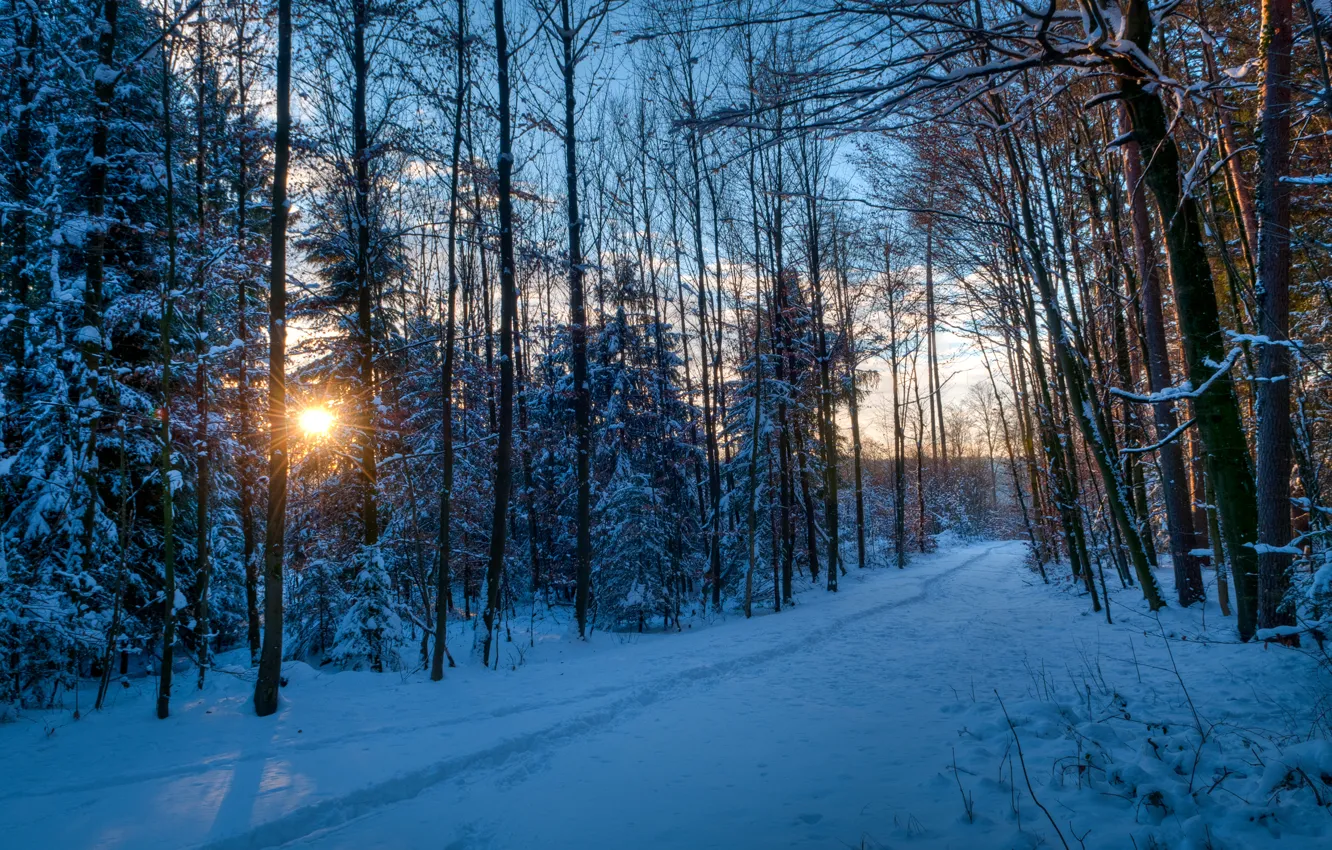 Фото обои зима, лес, солнце, лучи, снег, деревья, закат, следы